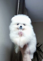 Pomeranian FCI – fotka 3