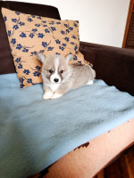 Corgi - puppies for sale – fotka 2