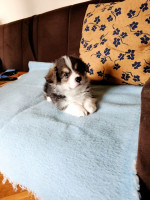Corgi - puppies for sale – fotka 3
