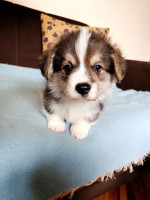 Corgi - puppies for sale – fotka 4