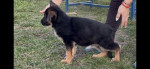 Šteniatka nemeckého ovčiaka – fotka 2