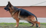 Šteniatka nemeckého ovčiaka – fotka 4
