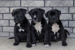 American Bully  – fotka 2
