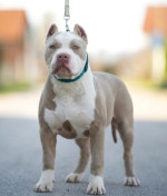American Bully  – fotka 3
