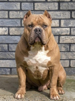American Bully  – fotka 4