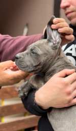 Cane Corso šteniatka – fotka 2