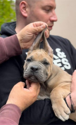 Cane Corso šteniatka – fotka 3