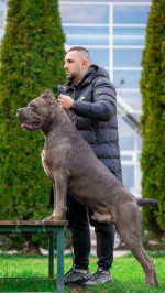 Cane Corso šteniatka – fotka 4