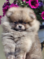 Pomeranian špic – BOO medvedí typ – fotka 2