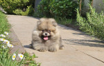Pomeranian špic – BOO medvedí typ – fotka 3