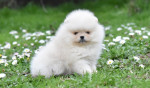 Pomeranian špic – BOO medvedí typ – fotka 4