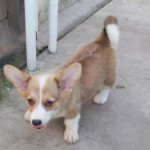 Šteniatka Corgi pembroke – fotka 2