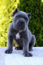 Cane Corso, sučka a pes – fotka 2