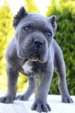 Cane Corso, sučka a pes – fotka 3