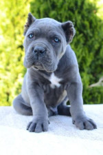 Cane Corso, sučka a pes – fotka 4