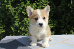 Welsh corgi - Pembroke – fotka 2