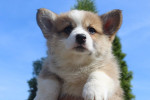 Welsh corgi - Pembroke – fotka 3