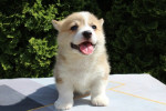 Welsh corgi - Pembroke – fotka 4