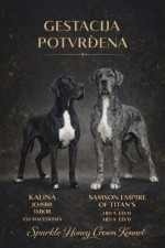 Nemecká doga – krásne šteniatka – fotka 4