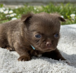 CHIHUAHUA BOYS – fotka 2