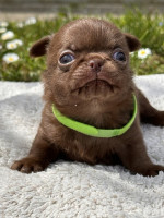 CHIHUAHUA BOYS – fotka 3
