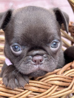 Chocolate Petit brabancon (smooth Griffon) – fotka 2