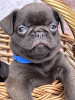 Chocolate Petit brabancon (smooth Griffon) – fotka 3
