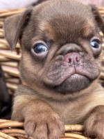 Chocolate Petit brabancon (smooth Griffon) – fotka 4