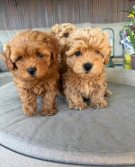 Rozkošné šteniatka Maltipoo – fotka 2