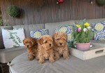 Rozkošné šteniatka Maltipoo – fotka 3