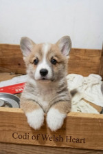 Šteniatka corgi na predaj – fotka 2