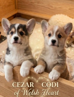 Šteniatka corgi na predaj – fotka 3