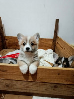 Šteniatka corgi na predaj – fotka 4