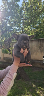 Francúzsky buldog šteniatka sky blue – fotka 2