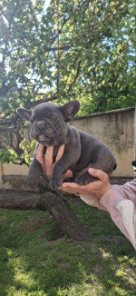 Francúzsky buldog šteniatka sky blue – fotka 3