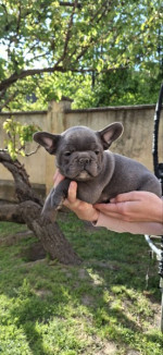 Francúzsky buldog šteniatka sky blue – fotka 4