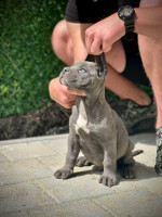 Šteniatka Cane Corso – fotka 2