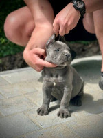 Šteniatka Cane Corso – fotka 3