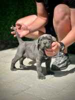 Šteniatka Cane Corso – fotka 4