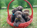 Šteniatka hnedého labradora – fotka 2