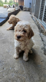 Šteniatka Lagotto Romagnolo – fotka 2