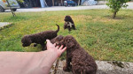Šteniatka Lagotto Romagnolo – fotka 3