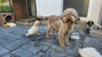 Šteniatka Lagotto Romagnolo – fotka 4