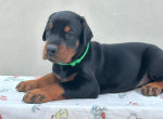 Doberman – Šteniatka na predaj – fotka 3