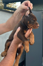 Doberman – Šteniatka na predaj – fotka 4