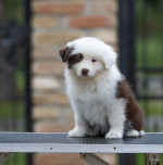 Border Collie – Krásne šteniatka – fotka 3