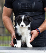Border Collie – Krásne šteniatka – fotka 4