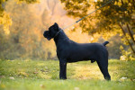 Cane Corso – pes na predaj – fotka 2