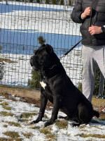 Cane Corso – pes na predaj – fotka 3