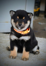 Shiba Inu – Krásne šteniatka – fotka 2